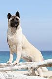 AKITA AMERICAIN 097